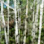 image: Image from the photoset &lsquo;sch&euml;fflenger bierg (iii)&rsquo;.