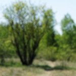 image: Image from the photoset &lsquo;sch&euml;fflenger bierg (iii)&rsquo;.