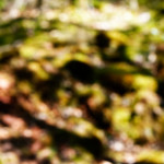 image: Image from the photoset &lsquo;sch&euml;fflenger bierg (iii)&rsquo;.