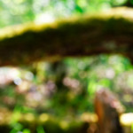 image: Image from the photoset &lsquo;sch&euml;fflenger bierg (iv)&rsquo;.