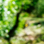 image: Image from the photoset &lsquo;sch&euml;fflenger bierg (iv)&rsquo;.