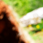 image: Image from the photoset &lsquo;sch&euml;fflenger bierg (iv)&rsquo;.