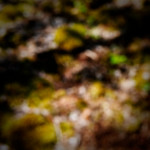 image: Image from the photoset &lsquo;sch&euml;fflenger bierg (iv)&rsquo;.