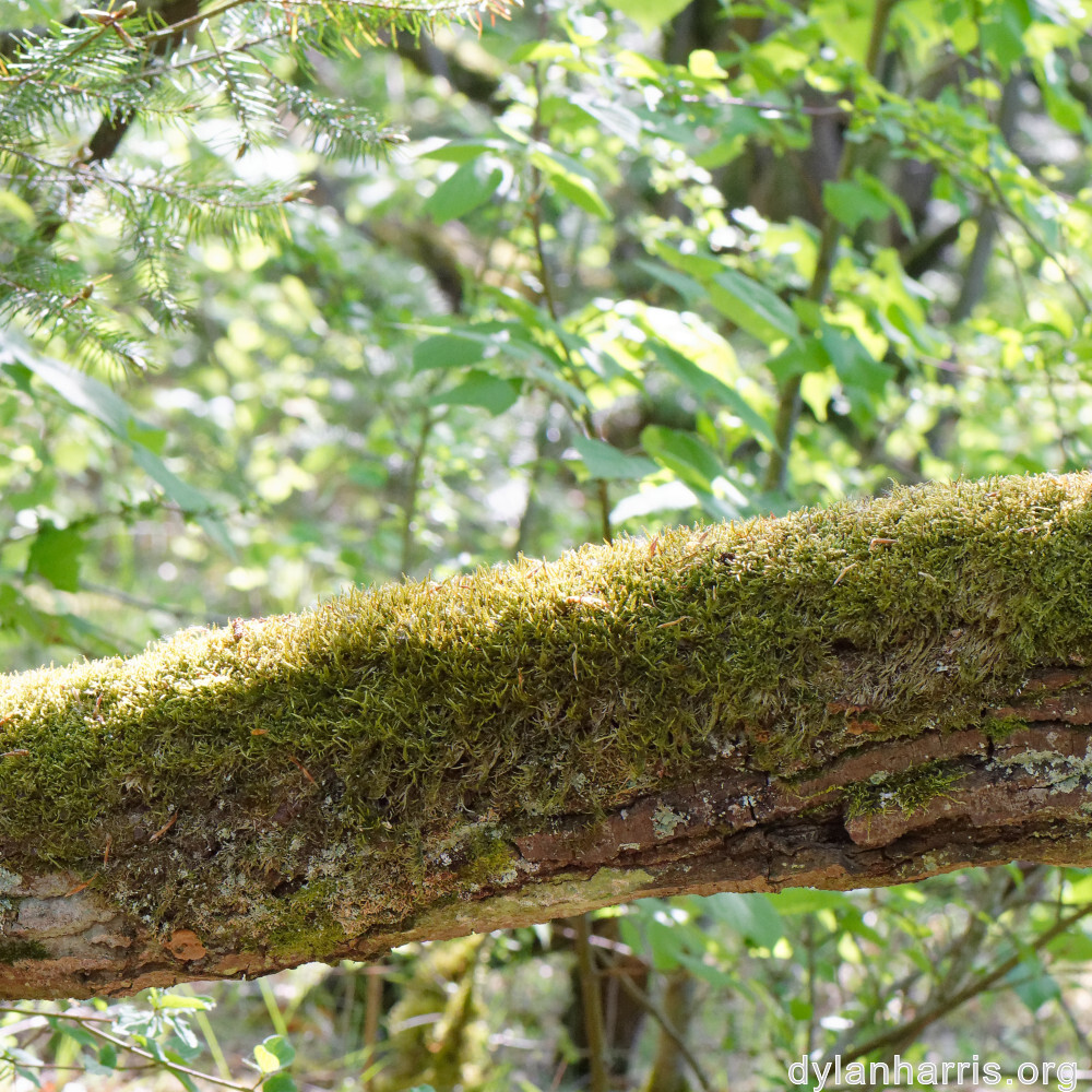 image: This is &lsquo;sch&euml;fflenger bierg (v) 1&rsquo;.