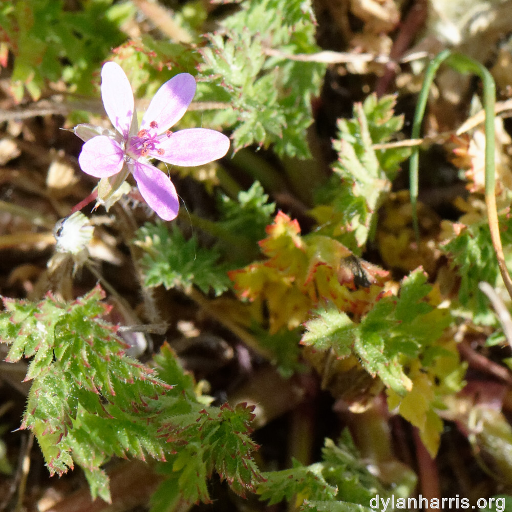 image: This is &lsquo;sch&euml;fflenger bierg (v) 2&rsquo;.