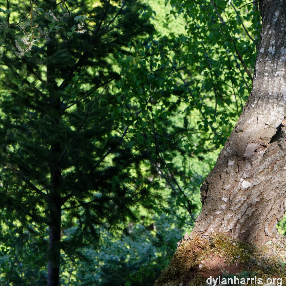 image: This is &lsquo;sch&euml;fflenger bierg (v) 4&rsquo;.