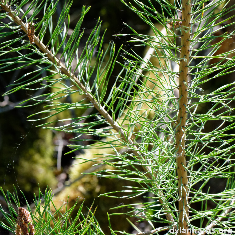 image: This is &lsquo;sch&euml;fflenger bierg (v) 5&rsquo;.