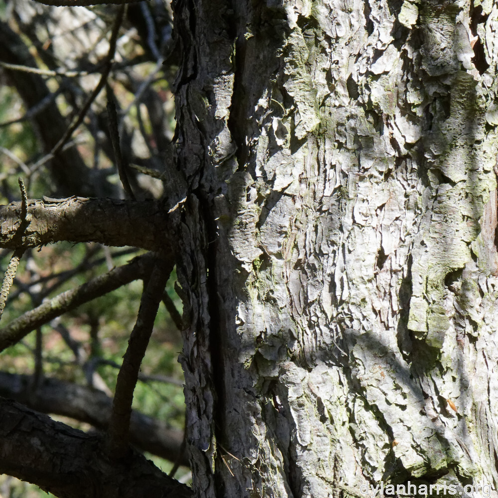 image: This is &lsquo;sch&euml;fflenger bierg (v) 7&rsquo;.