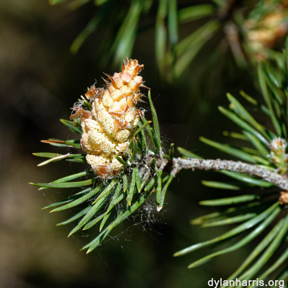 image: This is &lsquo;sch&euml;fflenger bierg (v) 8&rsquo;.