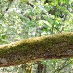 image: Image from the photoset &lsquo;sch&euml;fflenger bierg (v)&rsquo;.