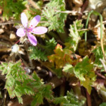 image: Image from the photoset &lsquo;sch&euml;fflenger bierg (v)&rsquo;.