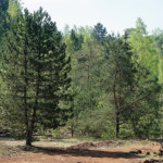 image: sch&euml;fflenger bierg (iii) photoset