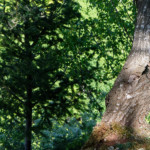 image: Image from the photoset &lsquo;sch&euml;fflenger bierg (v)&rsquo;.