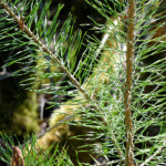 image: Image from the photoset &lsquo;sch&euml;fflenger bierg (v)&rsquo;.