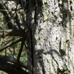 image: Image from the photoset &lsquo;sch&euml;fflenger bierg (v)&rsquo;.