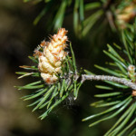 image: Image from the photoset &lsquo;sch&euml;fflenger bierg (v)&rsquo;.