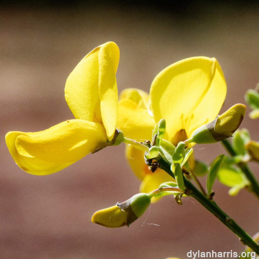 image: This is &lsquo;sch&euml;fflenger bierg (vi) 2&rsquo;.