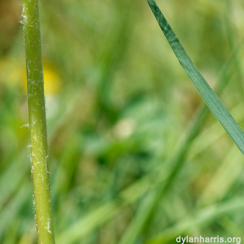 image: This is &lsquo;sch&euml;fflenger bierg (vi) 6&rsquo;.