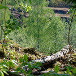 image: Image from the photoset &lsquo;sch&euml;fflenger bierg (vi)&rsquo;.