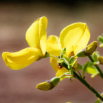 image: Image from the photoset &lsquo;sch&euml;fflenger bierg (vi)&rsquo;.