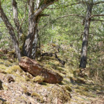 image: Image from the photoset &lsquo;sch&euml;fflenger bierg (vi)&rsquo;.