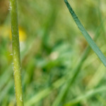 image: sch&euml;fflenger bierg (vi) photoset