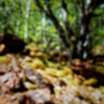 image: Image from the photoset &lsquo;sch&euml;fflenger bierg (vii)&rsquo;.