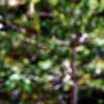 image: Image from the photoset &lsquo;sch&euml;fflenger bierg (viii)&rsquo;.