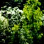 image: Image from the photoset &lsquo;sch&euml;fflenger bierg (viii)&rsquo;.