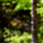 image: Image from the photoset &lsquo;sch&euml;fflenger bierg (viii)&rsquo;.