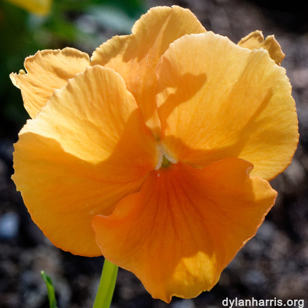 image: This is &lsquo;escher blummen (cli) 1&rsquo;.