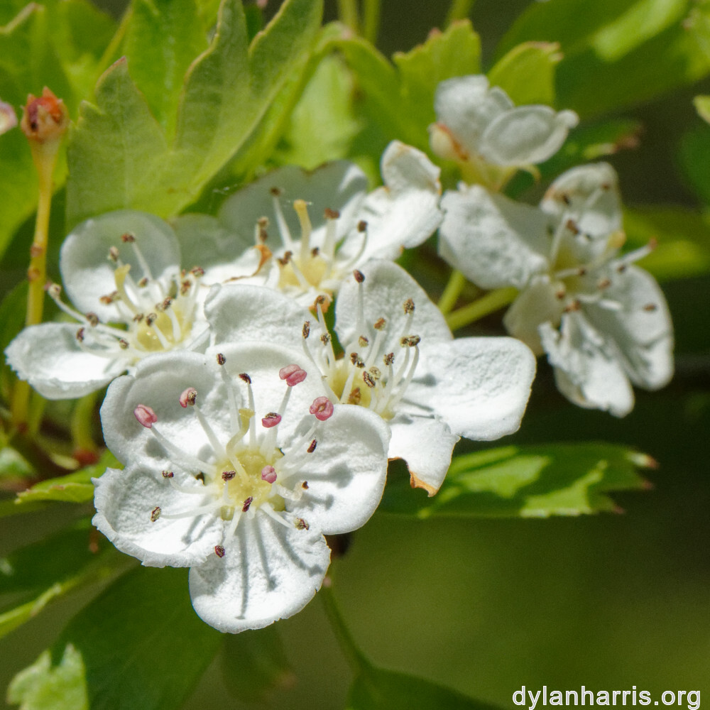 image: This is &lsquo;escher blummen (cli) 2&rsquo;.