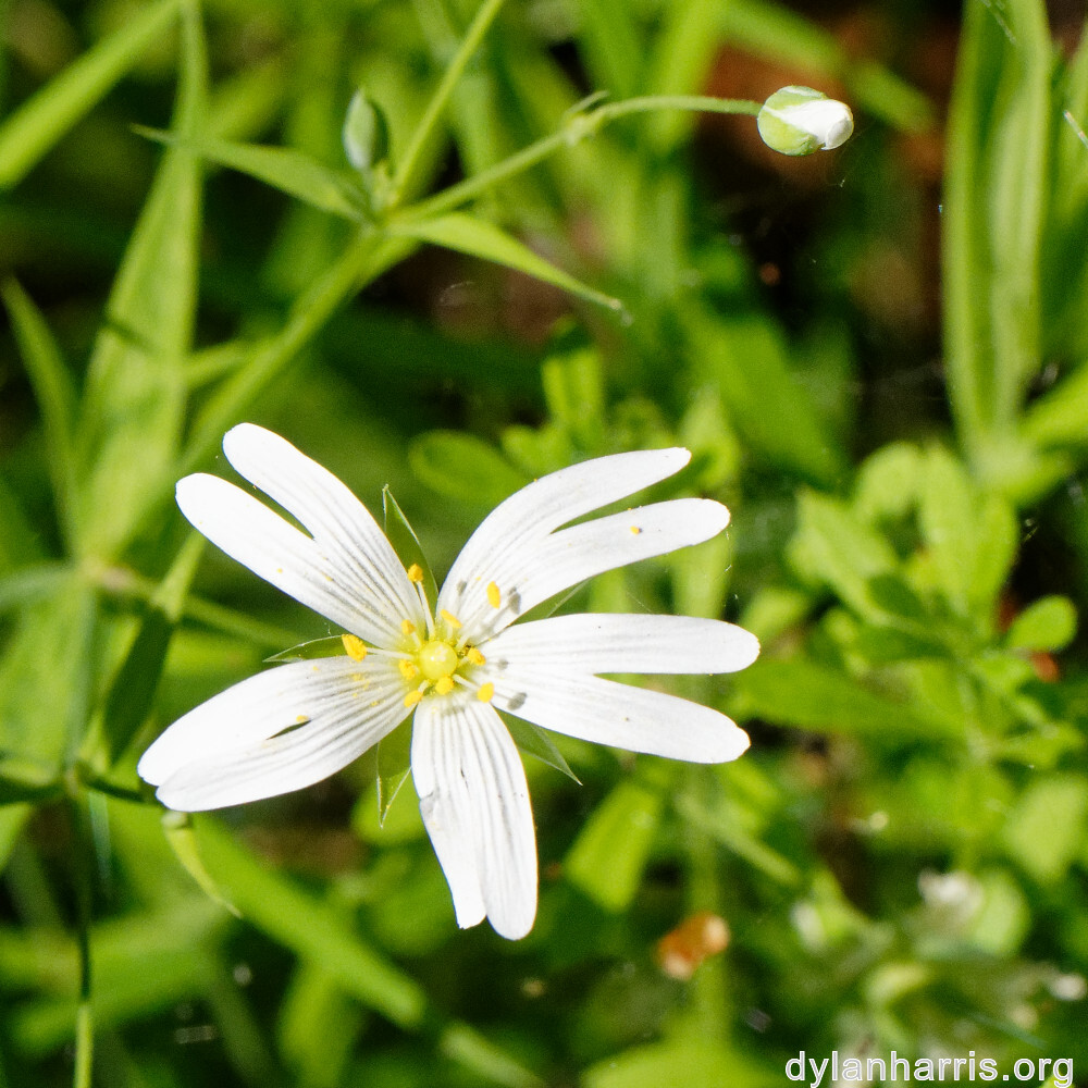 image: This is &lsquo;escher blummen (cli) 3&rsquo;.