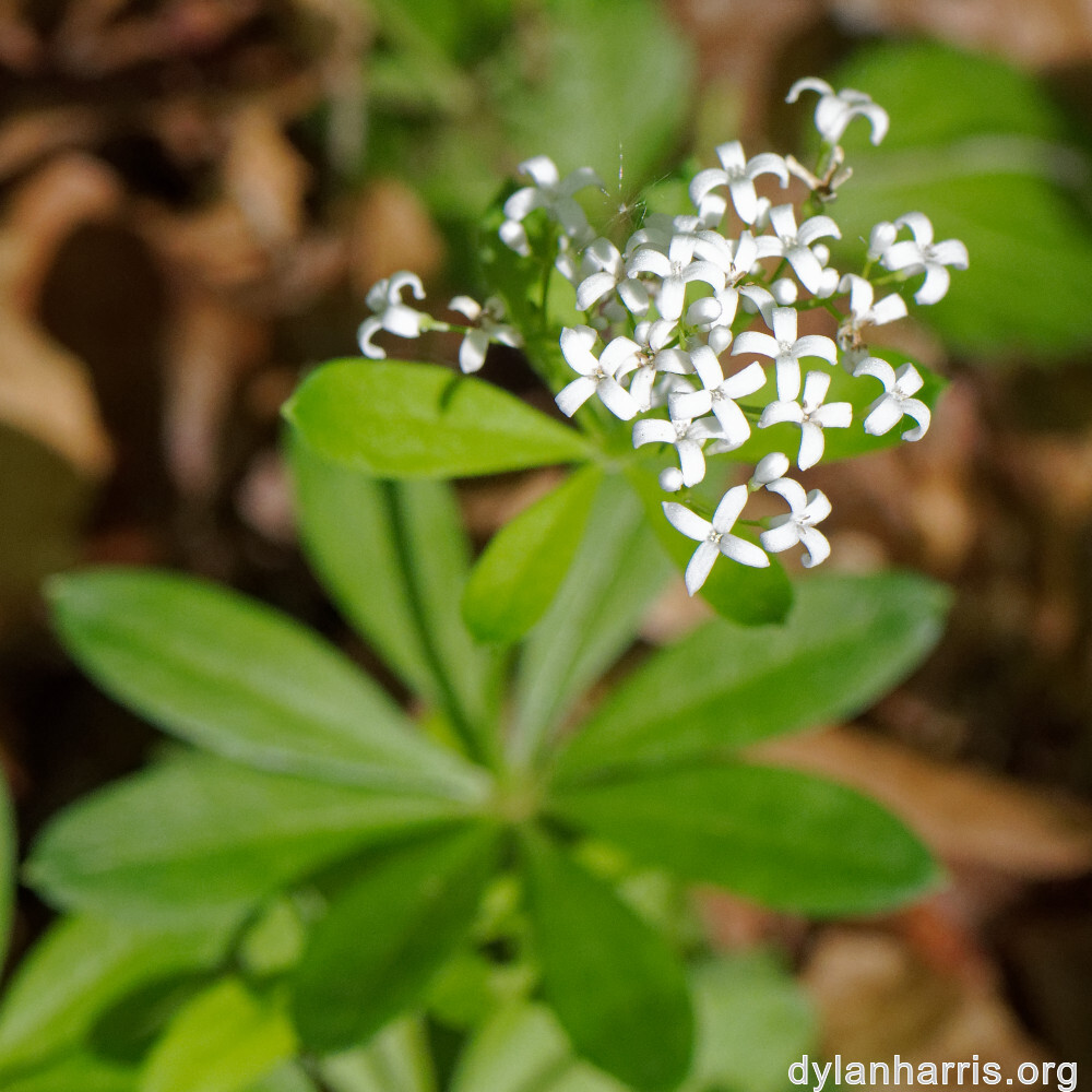 image: This is &lsquo;escher blummen (cli) 5&rsquo;.