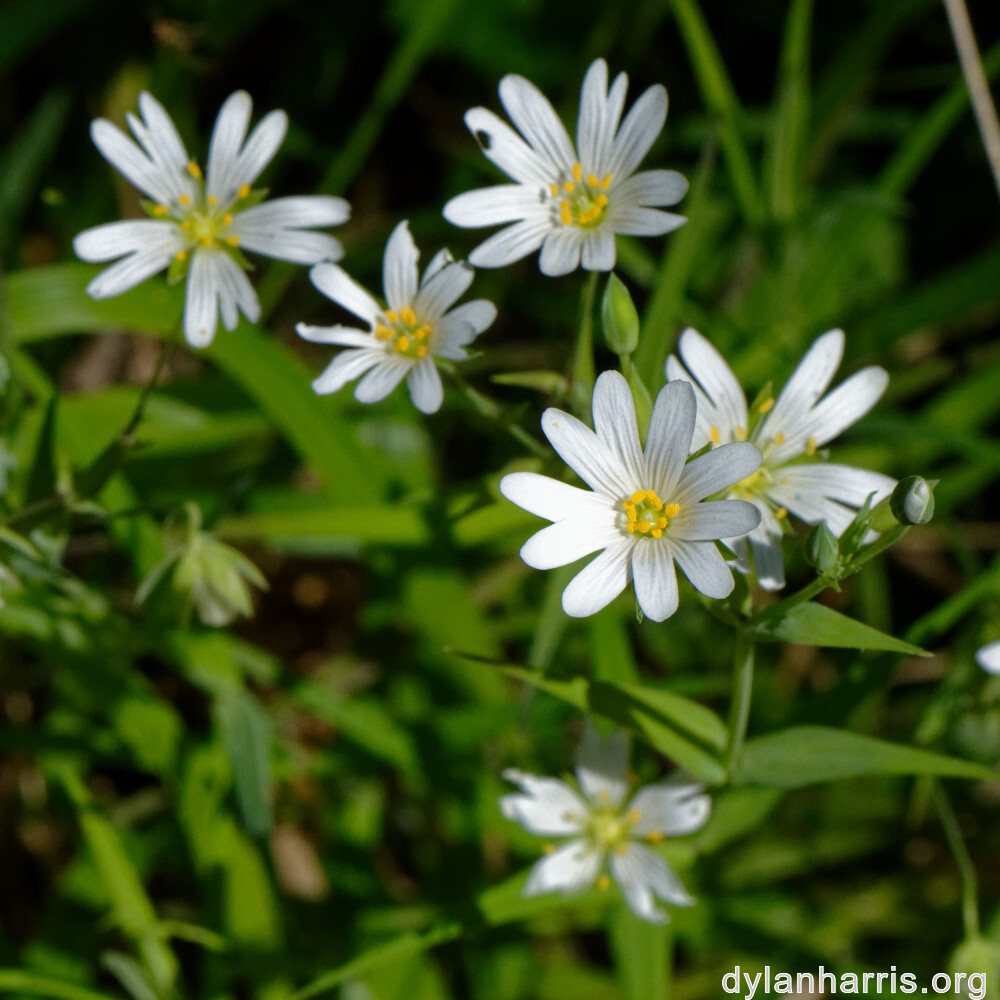 image: This is &lsquo;escher blummen (cli) 6&rsquo;.