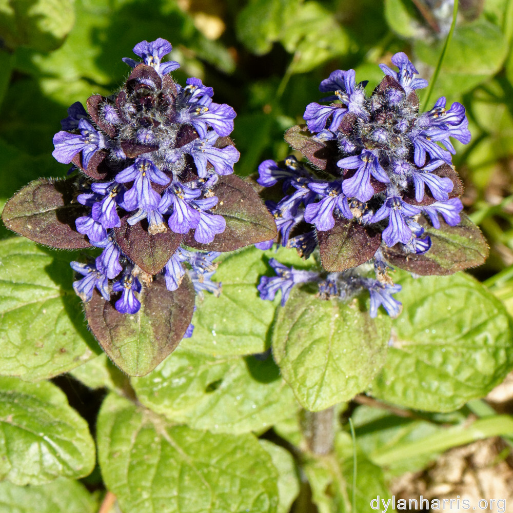 image: This is &lsquo;escher blummen (cli) 7&rsquo;.