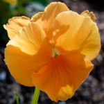 image: Image from the photoset &lsquo;escher blummen (cli)&rsquo;.