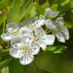 image: Image from the photoset &lsquo;escher blummen (cli)&rsquo;.