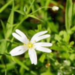 image: Image from the photoset &lsquo;escher blummen (cli)&rsquo;.