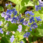 image: Image from the photoset &lsquo;escher blummen (cli)&rsquo;.