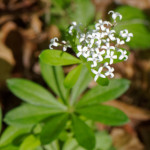 image: Image from the photoset &lsquo;escher blummen (cli)&rsquo;.