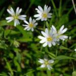 image: Image from the photoset &lsquo;escher blummen (cli)&rsquo;.