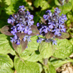 image: Image from the photoset &lsquo;escher blummen (cli)&rsquo;.