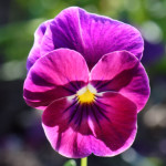 image: escher&nbsp;blummen (cli) photoset