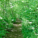 image: Image from the photoset &lsquo;sch&euml;fflenger bierg (ix)&rsquo;.