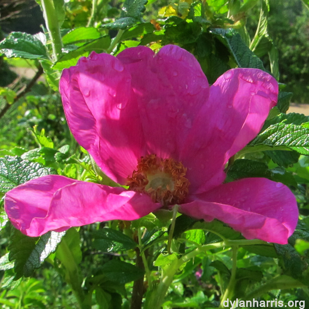 image: This is &lsquo;belvaux (i) 1&rsquo;.