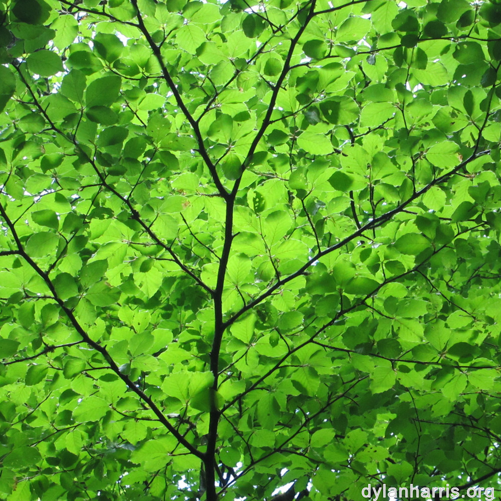 image: This is &lsquo;belvaux (i) 2&rsquo;.