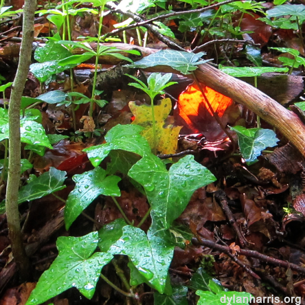 image: This is &lsquo;belvaux (i) 6&rsquo;.