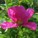 image: Image from the photoset &lsquo;belvaux (i)&rsquo;.