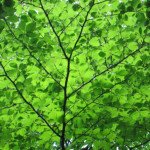 image: Image from the photoset &lsquo;belvaux (i)&rsquo;.